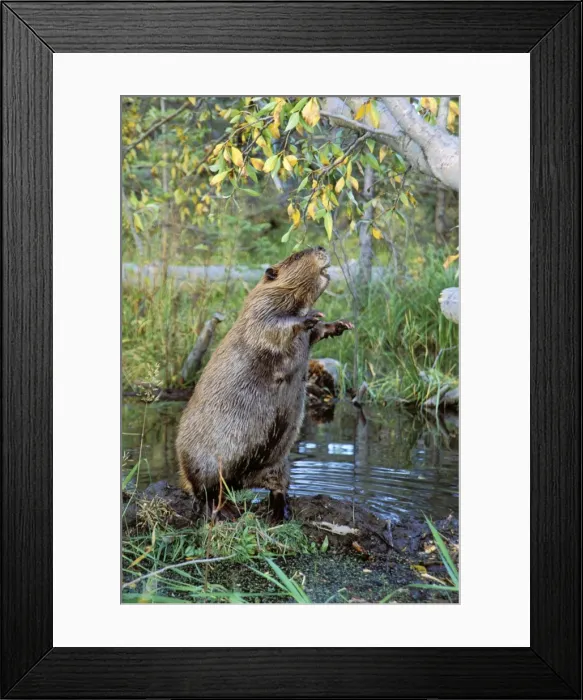 Framed Print : American Beaver TOM 608 Trying to reach cottonwood tree it has cut down - Wyoming Castor canadensis © Tom & Pat Leeson / ardea. com Framed Print : American Beaver TOM 608 Trying to reach cottonwood tree it has cut down - Wyoming Castor canadensis © Tom & Pat Leeson / ardea. com