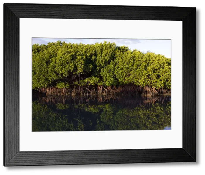 Framed Print : Red Mangroves - Queensland - Australia Framed Print : Red Mangroves - Queensland - Australia