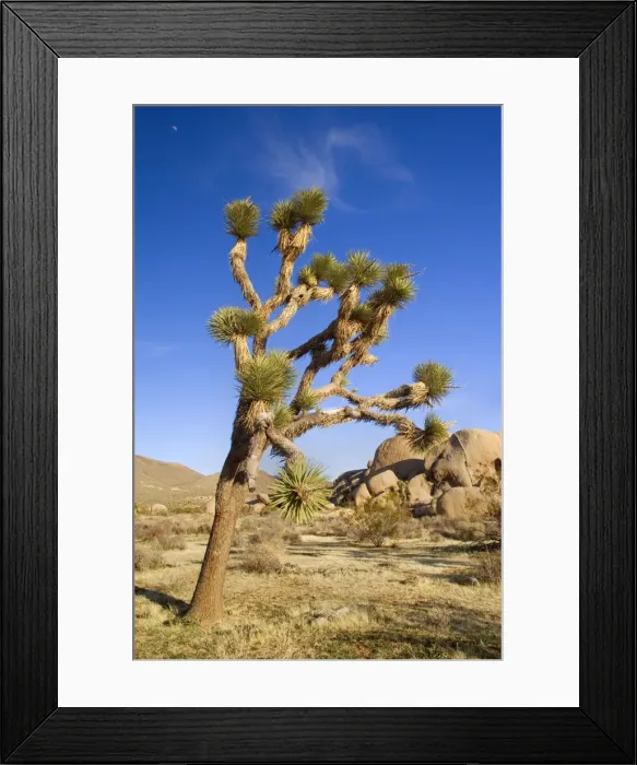 Framed Print : Joshua Tree - and red boulders in early spring in the Mojave Desert - Joshua Tree National Park, Mojave Desert, Arizona, USA Framed Print : Joshua Tree - and red boulders in early spring in the Mojave Desert - Joshua Tree National Park, Mojave Desert, Arizona, USA