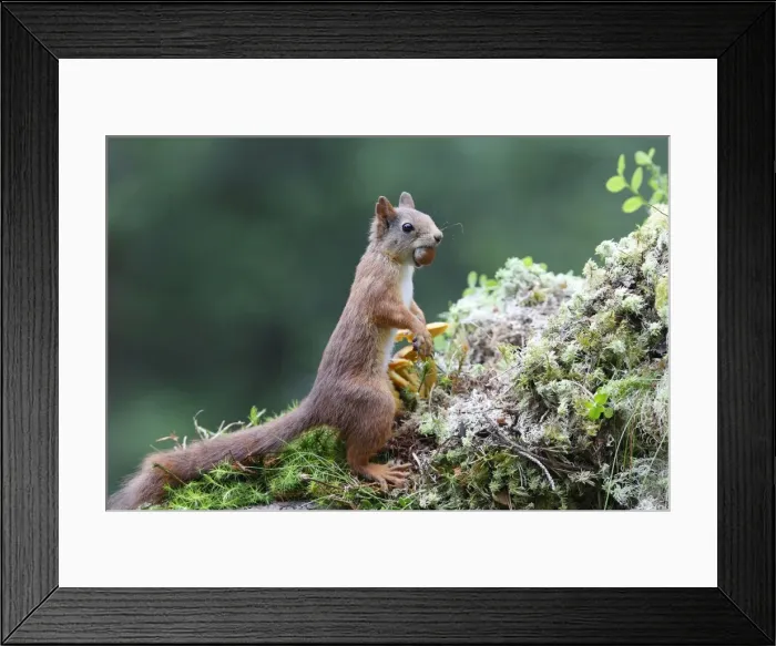 Framed Print : Red Squirrel - eating nut. Scottish Moor - Aviemore - Scotland Framed Print : Red Squirrel - eating nut. Scottish Moor - Aviemore - Scotland