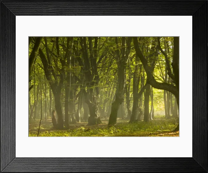 Framed Print : Mixed old beech and hornbeam forest in early morning mist at the Breite, Sigishoara, Romania Framed Print : Mixed old beech and hornbeam forest in early morning mist at the Breite, Sigishoara, Romania
