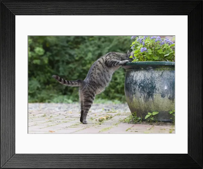 Framed Print : Cat - searching for food in plant pot - Lower Saxony - Germany Framed Print : Cat - searching for food in plant pot - Lower Saxony - Germany