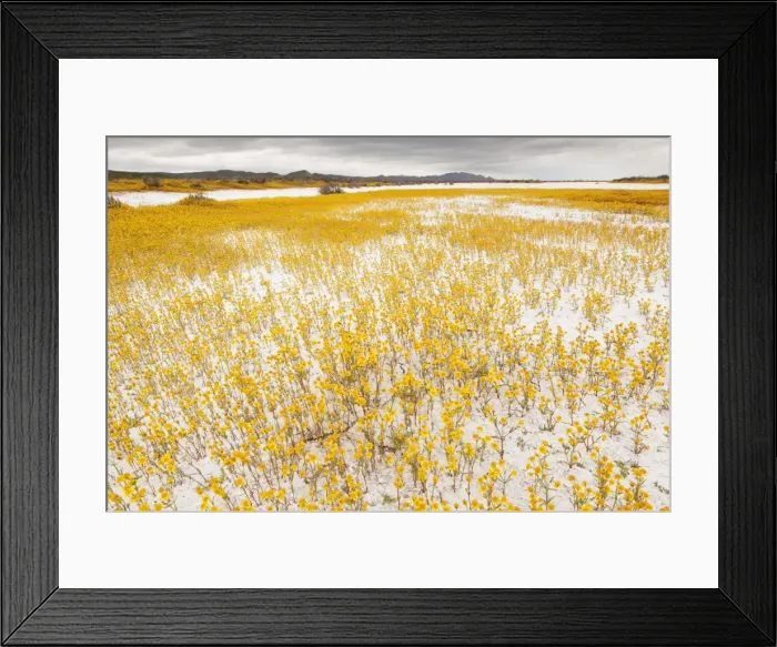 Framed Print : Masses of Coulter's goldfields - Soda Lake or Alkali Lake in Carrizo Plain National Monument, California Framed Print : Masses of Coulter's goldfields - Soda Lake or Alkali Lake in Carrizo Plain National Monument, California