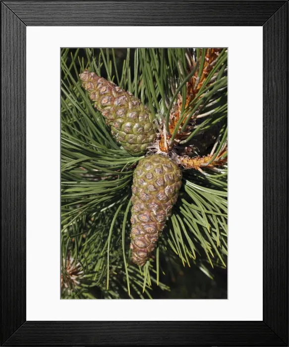 Framed Print : Austrian Pine - detailed study of cones and needles - Island of Texel - Holland Framed Print : Austrian Pine - detailed study of cones and needles - Island of Texel - Holland