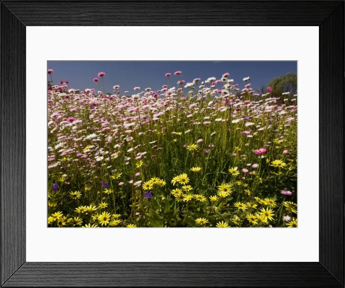 Framed Print : Rosy sunray / pink and white everlasting, (formerly Helipterum roseum) with the non-native yellow Arctotheca calendula at Mingenew, Western Australia Framed Print : Rosy sunray / pink and white everlasting, (formerly Helipterum roseum) with the non-native yellow Arctotheca calendula at Mingenew, Western Australia