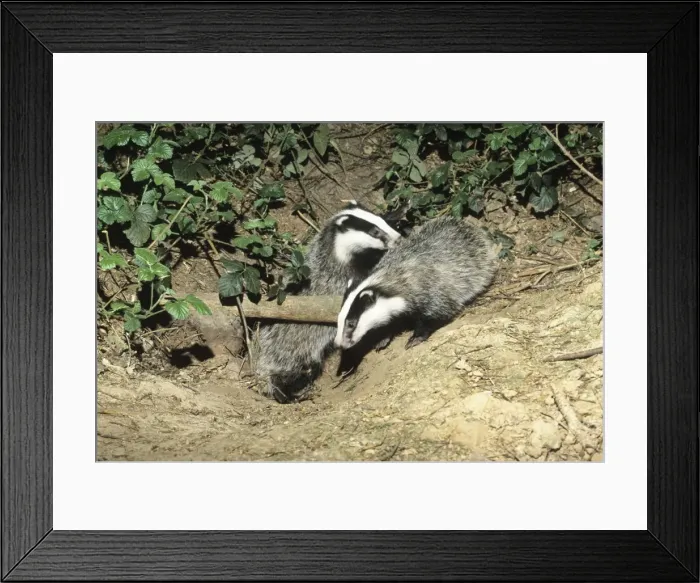 Framed Print : Badger - two cubs at entrance of sett - Lower Saxony - Germany Framed Print : Badger - two cubs at entrance of sett - Lower Saxony - Germany