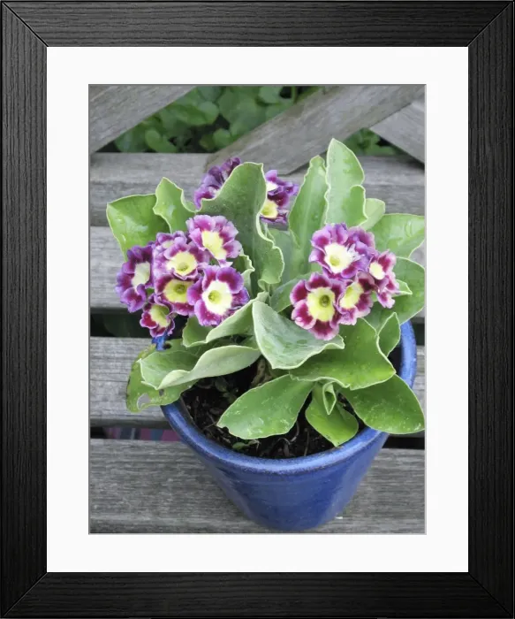 Framed Print : Auricula flowers in blue pot Framed Print : Auricula flowers in blue pot