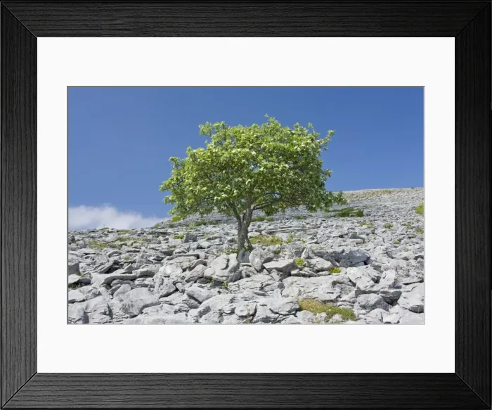 Framed Print : Whitebeam Tree - in flower, on limestone pavement, the Burren, Eire Framed Print : Whitebeam Tree - in flower, on limestone pavement, the Burren, Eire