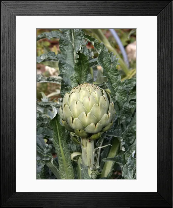 Framed Print : Artichoke. WAT-16360. Artichoke. M. Watson. Framed Print : Artichoke. WAT-16360. Artichoke. M. Watson.