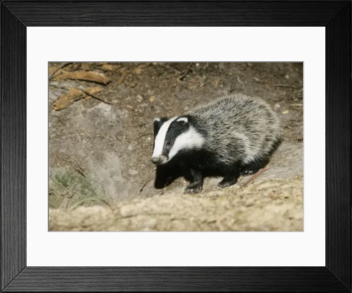 Framed Print : Badger - cub at entrance of sett - Lower Saxony - Germany Framed Print : Badger - cub at entrance of sett - Lower Saxony - Germany