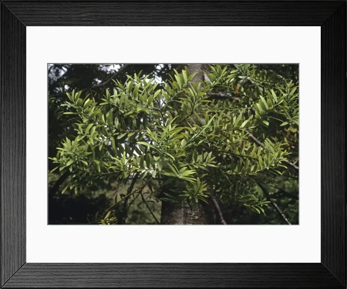 Framed Print : Kauri Leaves Framed Print : Kauri Leaves