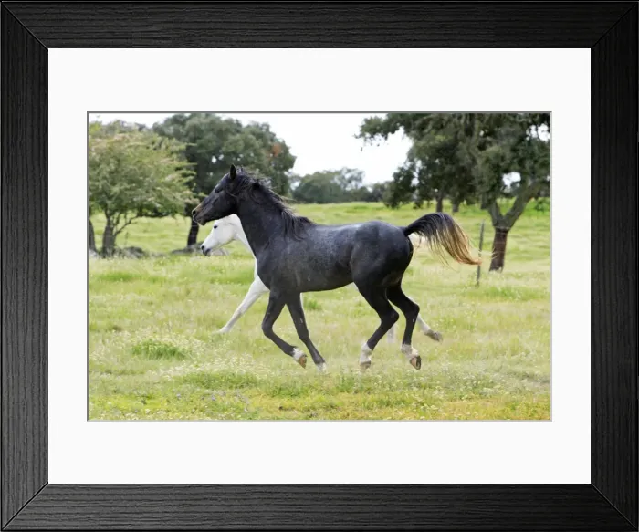 Framed Print : Arabic Horses - stallion and mare, trotting, Alentejo, Portugal Framed Print : Arabic Horses - stallion and mare, trotting, Alentejo, Portugal