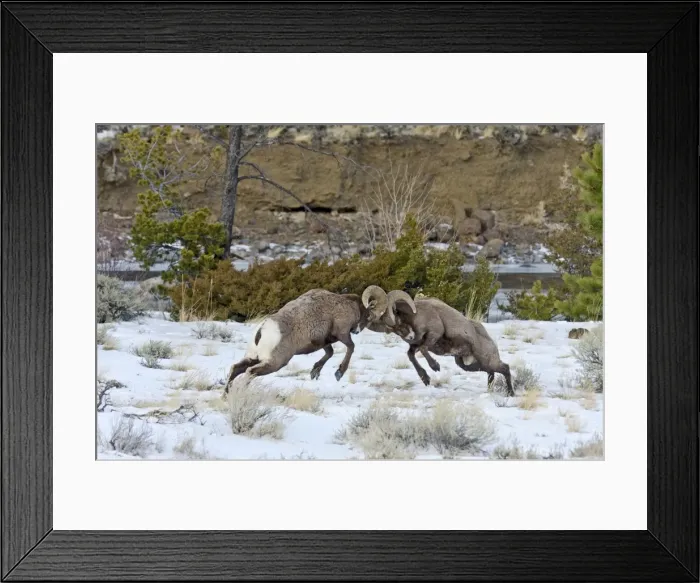 Framed Print : Rocky Mountain Bighorn Sheep - rams fighting / head butting during fall rut - in Autumn snow - Rocky Mountains - Wyoming - USA _E7C2657 Framed Print : Rocky Mountain Bighorn Sheep - rams fighting / head butting during fall rut - in Autumn snow - Rocky Mountains - Wyoming - USA _E7C2657