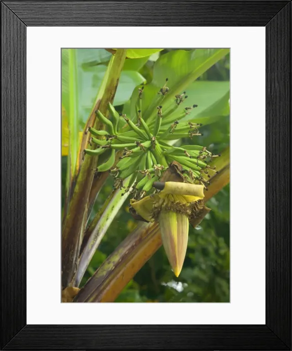 Framed Print : Wild Banana - flowering stalk with immature green banana fruits - Daintree National Park, Wet Tropics World Heritage Area, Queensland, Australia Framed Print : Wild Banana - flowering stalk with immature green banana fruits - Daintree National Park, Wet Tropics World Heritage Area, Queensland, Australia