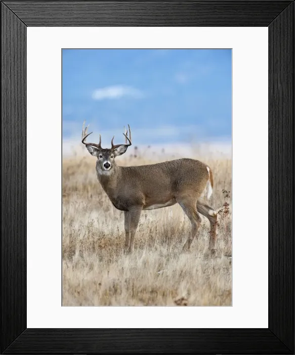 Framed Print : White-tailed Deer - buck - Autumn - Montana - USA _E1A1703 Framed Print : White-tailed Deer - buck - Autumn - Montana - USA _E1A1703