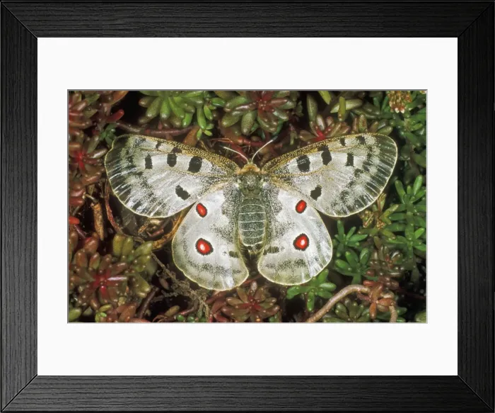 Framed Print : Apollo Butterfly USH 333 Parnassius apollo © Duncan Usher / ardea. com Framed Print : Apollo Butterfly USH 333 Parnassius apollo © Duncan Usher / ardea. com