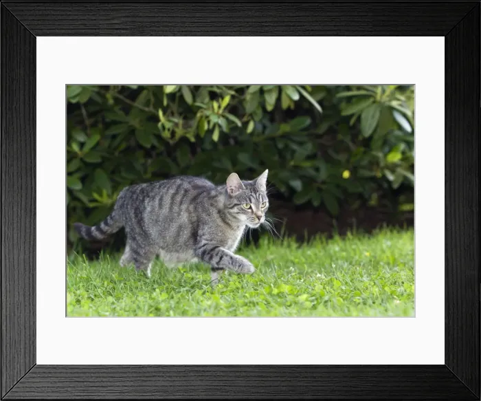 Framed Print : Cat - prowling through garden - Lower Saxony - Germany Framed Print : Cat - prowling through garden - Lower Saxony - Germany