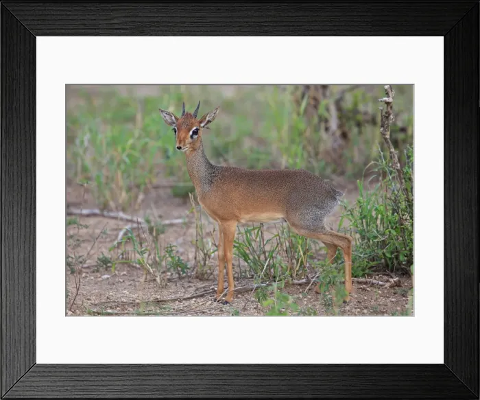 Framed Print : Dik-dik / Dikdik - Tarangire National Park - Tanzania Framed Print : Dik-dik / Dikdik - Tarangire National Park - Tanzania
