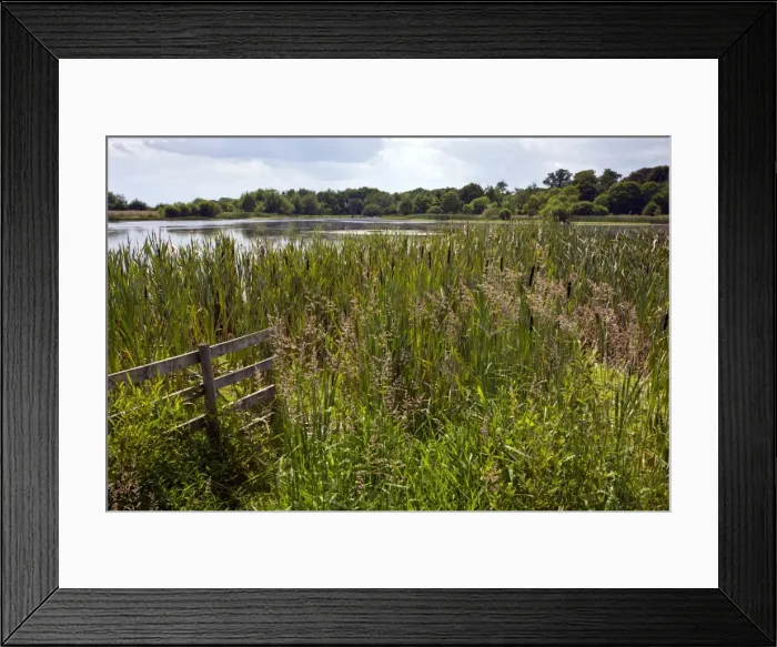 Framed Print : Subsidence lake with reedmace fringe over old coal-mine at Arcot - Northumberland - UK Framed Print : Subsidence lake with reedmace fringe over old coal-mine at Arcot - Northumberland - UK