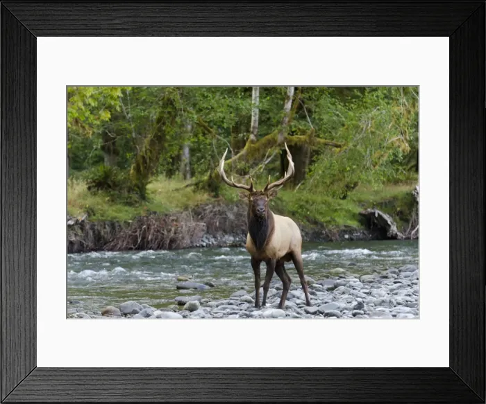 Framed Print : Roosevelt Elk - bull standing along Pacific Northwest river - Autumn - WA. - USA _E7B6243 Framed Print : Roosevelt Elk - bull standing along Pacific Northwest river - Autumn - WA. - USA _E7B6243