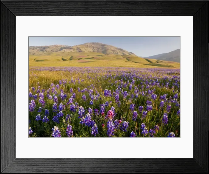 Framed Print : Vast mass of blue lupines at Grapevine, at the foot of the Tehatchapi Mountains, southern California Framed Print : Vast mass of blue lupines at Grapevine, at the foot of the Tehatchapi Mountains, southern California