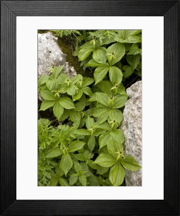 Framed Print : Group of Herb Paris - in limestone crevice - Slovenia Framed Print : Group of Herb Paris - in limestone crevice - Slovenia