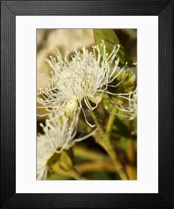 Framed Print : Flowering eucalypt tree - flowers of a cream coloured blooming eucalypt tree - Victoria, Australia Framed Print : Flowering eucalypt tree - flowers of a cream coloured blooming eucalypt tree - Victoria, Australia