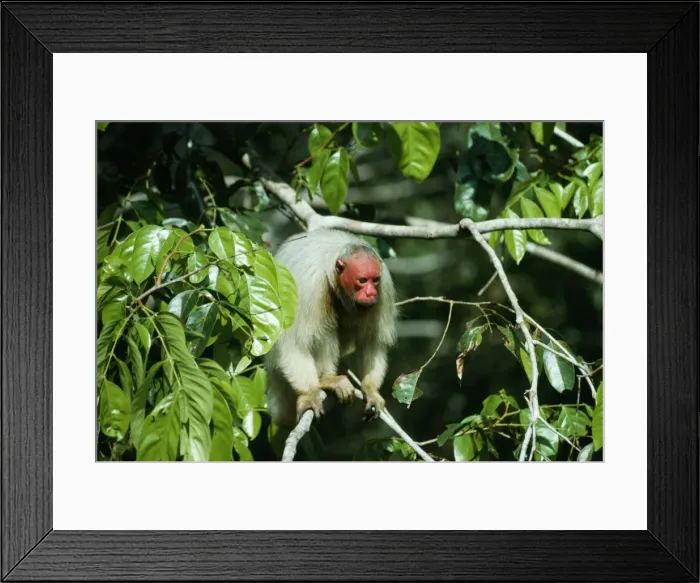 Framed Print : White Uakari Monkey NG 1039 In rainforest canopy, Amazonia, Brazil, South America. Cacajao calvus calvus © Nick Gordon / ardea. com Framed Print : White Uakari Monkey NG 1039 In rainforest canopy, Amazonia, Brazil, South America. Cacajao calvus calvus © Nick Gordon / ardea. com