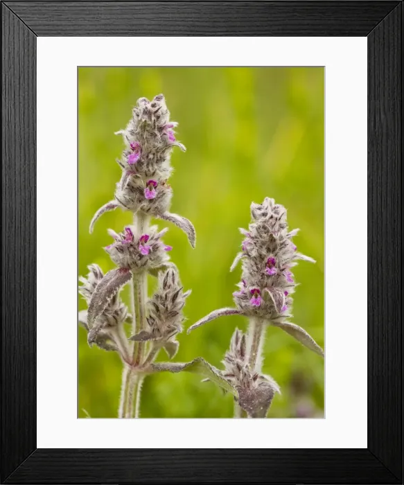 Framed Print : Downy Woundwort - very rare in UK Framed Print : Downy Woundwort - very rare in UK