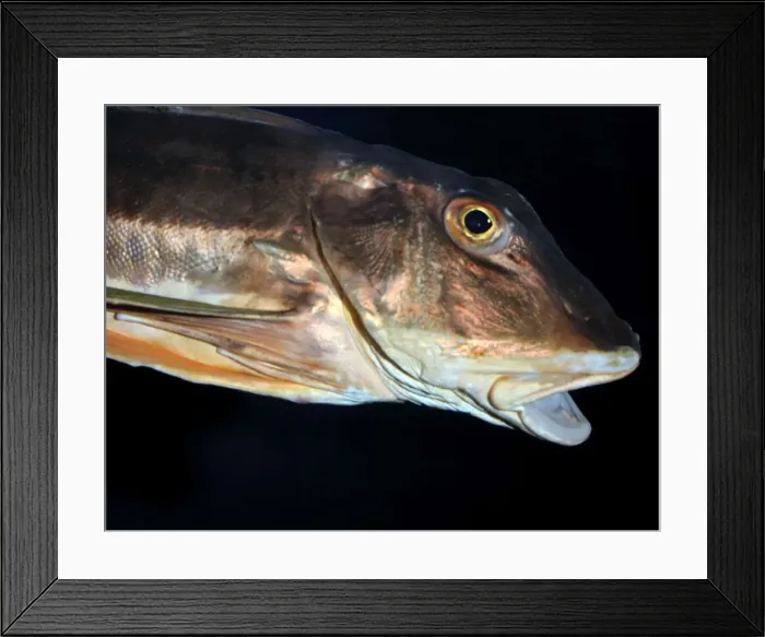 Framed Print : Tub Gurnard, UK coastal waters, south to Mediterranean Framed Print : Tub Gurnard, UK coastal waters, south to Mediterranean