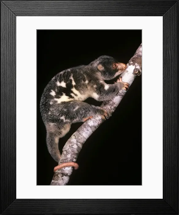 Framed Print : Spotted Cuscus - rain forest - North Queesland Framed Print : Spotted Cuscus - rain forest - North Queesland