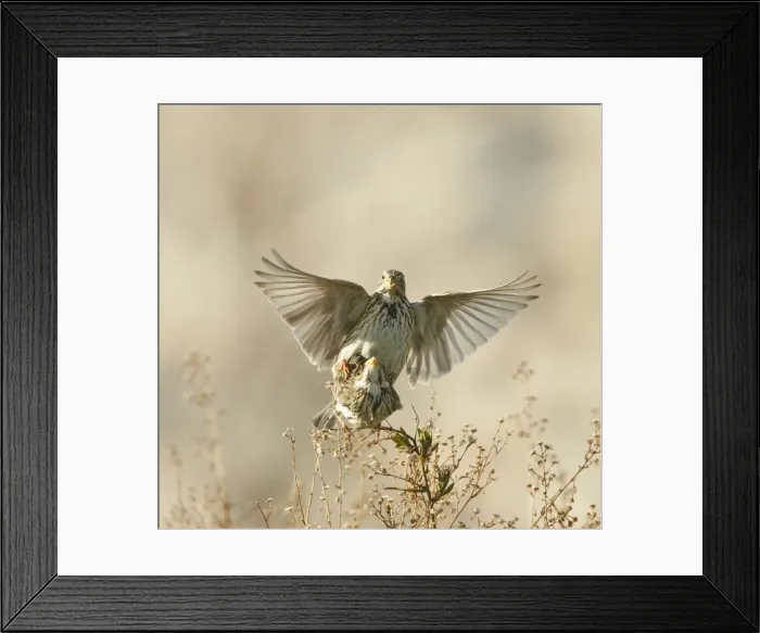 Framed Print : Corn Bunting - mating - April - Cyprus Framed Print : Corn Bunting - mating - April - Cyprus