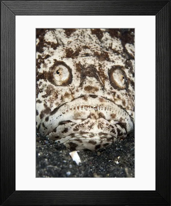 Framed Print : Stargazer - Indonesia Framed Print : Stargazer - Indonesia