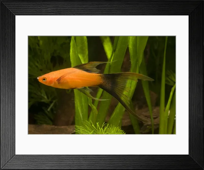 Framed Print : Swordtail. LA-9509. Swordtail. Xiphophorus helleri. Jean-Michel Labat. Framed Print : Swordtail. LA-9509. Swordtail. Xiphophorus helleri. Jean-Michel Labat.
