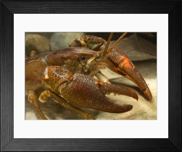 Framed Print : Freshwater White-clawed Crayfish - Tuscany - Italy Framed Print : Freshwater White-clawed Crayfish - Tuscany - Italy