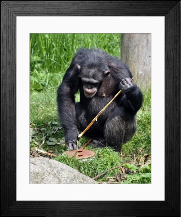 Framed Print : Chimpanzee using a stick to retrieve food from underground, as in the wild in Central African forests, but now set up as behavioural enrichment in captivity Framed Print : Chimpanzee using a stick to retrieve food from underground, as in the wild in Central African forests, but now set up as behavioural enrichment in captivity