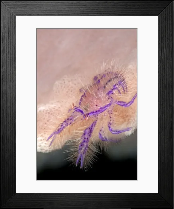 Framed Print : Hairy Squat Lobster - Indonesia
