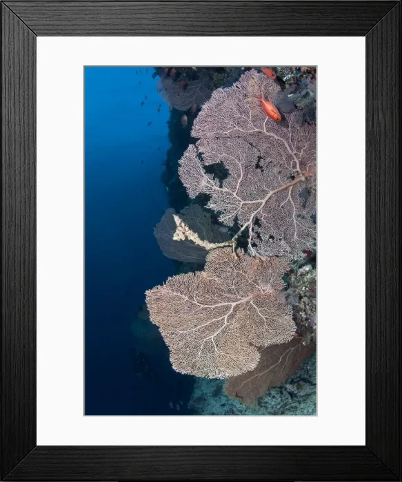 Framed Print : Gorgonian Sea Fan at Brocken Thila - South Ari Atoll - Maldives Framed Print : Gorgonian Sea Fan at Brocken Thila - South Ari Atoll - Maldives
