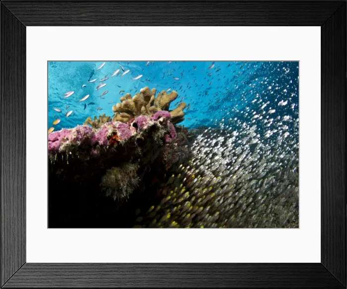 Framed Print : Pygmy / Golden Sweeper Fish - Cocoa Corner - South Male - Maldives Framed Print : Pygmy / Golden Sweeper Fish - Cocoa Corner - South Male - Maldives
