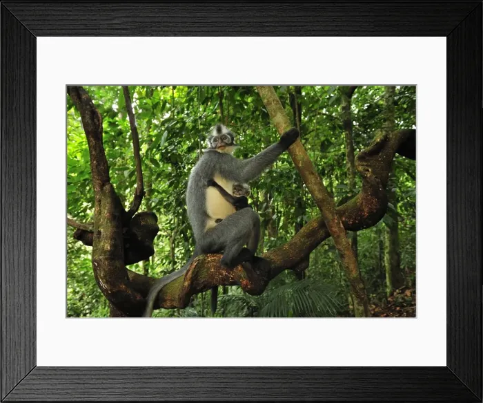 Framed Print : Thomas's Langur / Thomas's Leaf Monkey - mother with baby - Gunung Leuser National Park - Northern Sumatra - Indonesia Framed Print : Thomas's Langur / Thomas's Leaf Monkey - mother with baby - Gunung Leuser National Park - Northern Sumatra - Indonesia