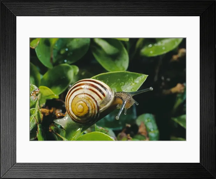 Framed Print : White-lipped Snail Framed Print : White-lipped Snail