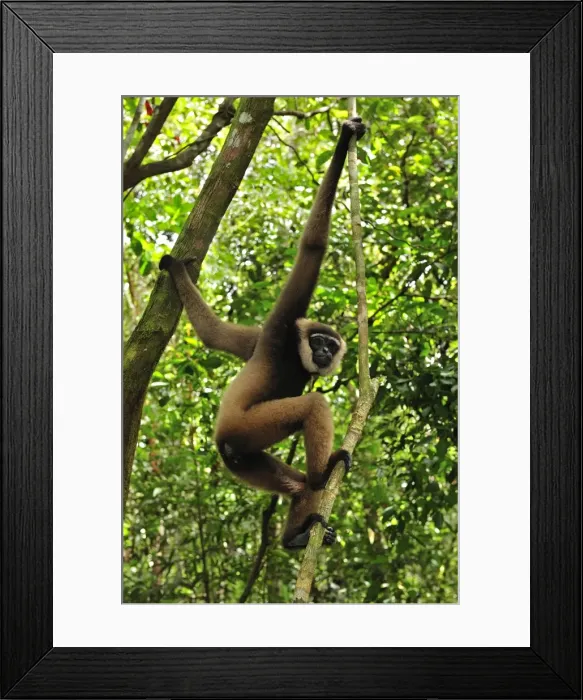 Framed Print : Agile Gibbon / Black-handed Gibbon - Tanjung Puting National Park - Kalimantan - Borneo - Indonesia Framed Print : Agile Gibbon / Black-handed Gibbon - Tanjung Puting National Park - Kalimantan - Borneo - Indonesia