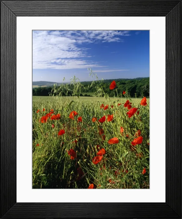 Framed Print : Poppies - arable weed field Ranscombe farm, Kent, UK Framed Print : Poppies - arable weed field Ranscombe farm, Kent, UK