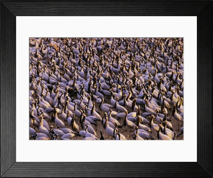 Framed Print : Demoiselle Cranes - at feeding ground - Jodphpur Framed Print : Demoiselle Cranes - at feeding ground - Jodphpur