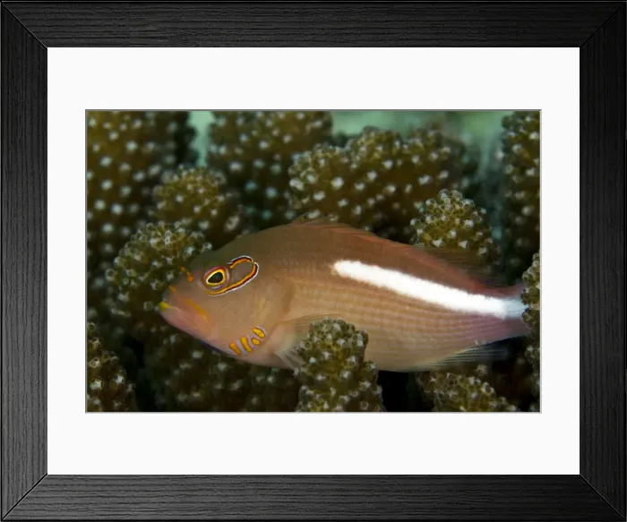 Framed Print : Freckled Hawkfish - Maldives Framed Print : Freckled Hawkfish - Maldives
