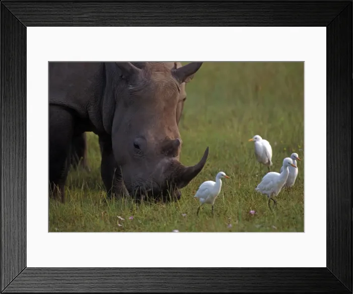 Framed Print : White Rhinoceros - with Egrets Framed Print : White Rhinoceros - with Egrets