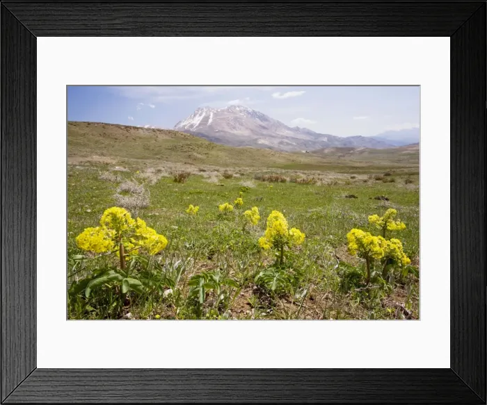 Framed Print : Leontice leontopetalum - very rare cornfield weed in eastern Europe, more common in Turkey Framed Print : Leontice leontopetalum - very rare cornfield weed in eastern Europe, more common in Turkey
