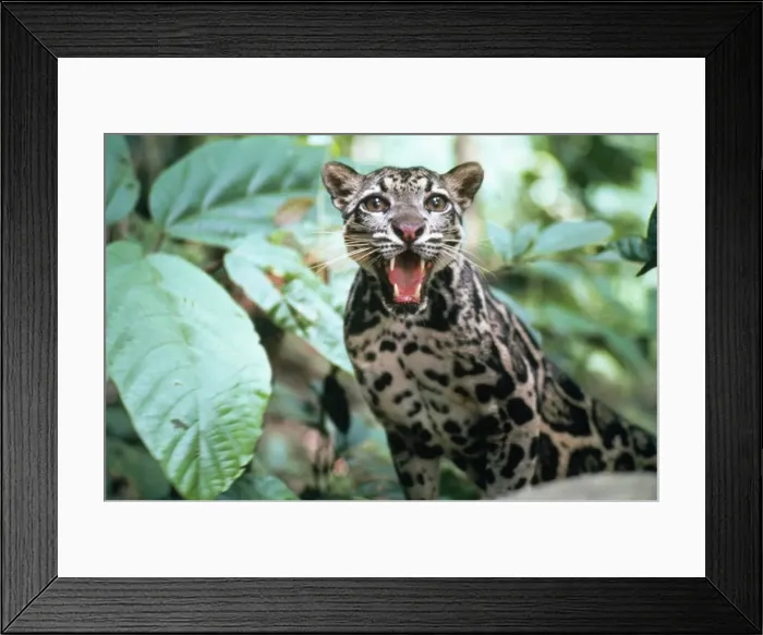 Framed Print : Clouded Leopard Framed Print : Clouded Leopard