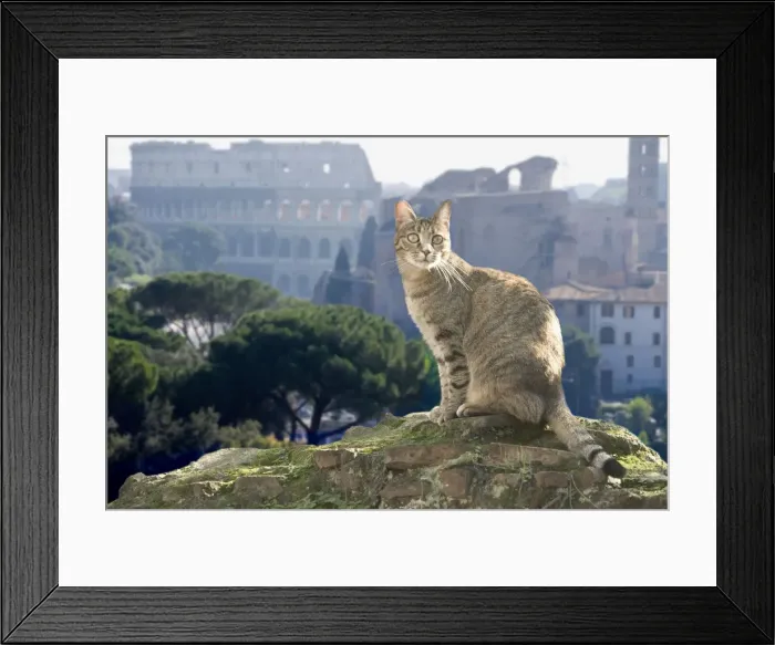 Framed Print : Cat - on stone wall - Rome - Italy Framed Print : Cat - on stone wall - Rome - Italy
