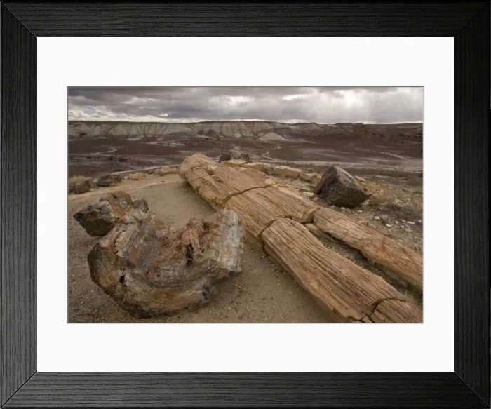 Framed Print : Petrified Forest National Park, Arizona: fossil tree trunks from c. 225 million years ago; mainly Araucarioxylon and Woodworthia. Fossilised in the Chinle layer, Triassic era Framed Print : Petrified Forest National Park, Arizona: fossil tree trunks from c. 225 million years ago; mainly Araucarioxylon and Woodworthia. Fossilised in the Chinle layer, Triassic era